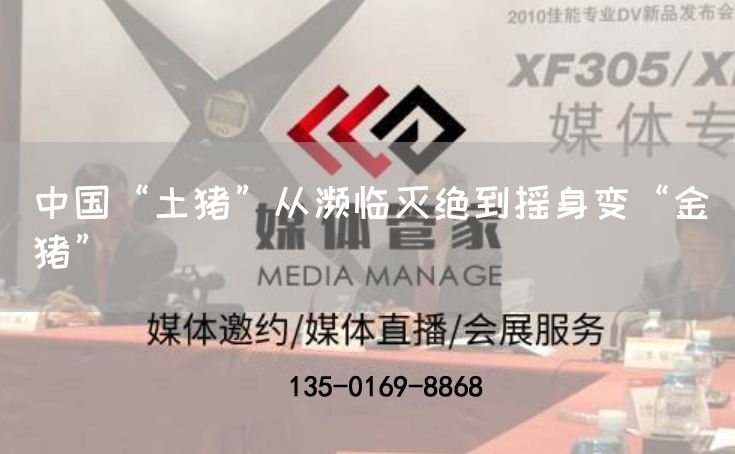 中国“土猪”从濒临灭绝到摇身变“金猪”(图1)