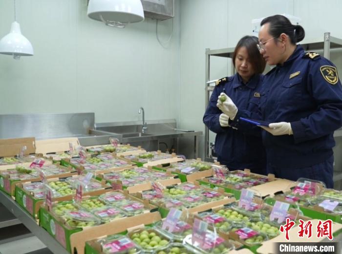 全国首批新西兰软枣猕猴桃在上海入关(图1)