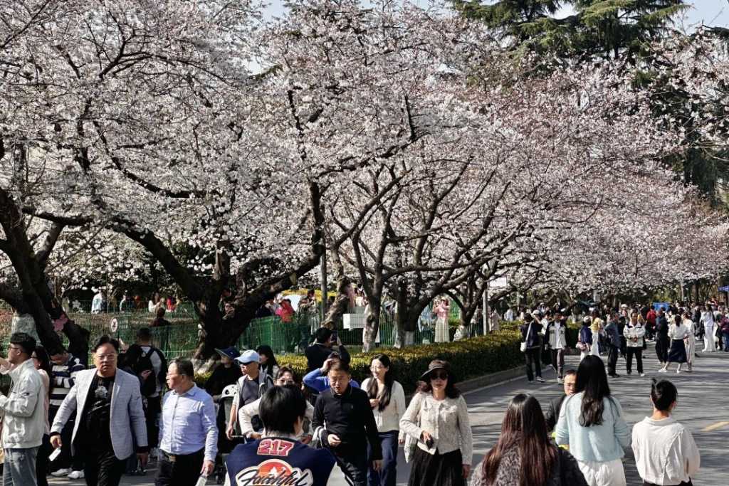 赏花季多地“全城出动”：上海顾村公园单日接待游客超10万人次(图3)