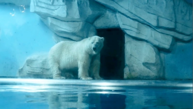 媒体管家： 北极熊大挑战：北冰洋携手欧乐堡动物王国守护冰川(图3)