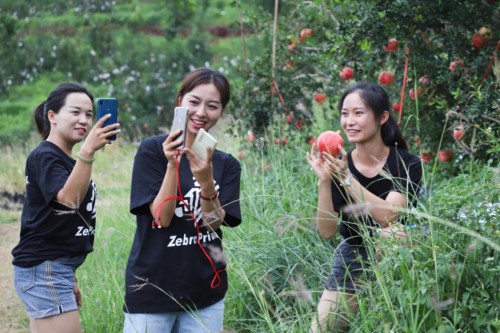 斑马会员中国田助力云南宾川  软籽石榴实现产销两旺(图2)