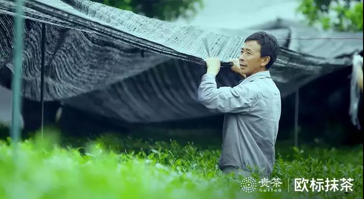 你喝的抹茶，可能只是“替身”(图3)