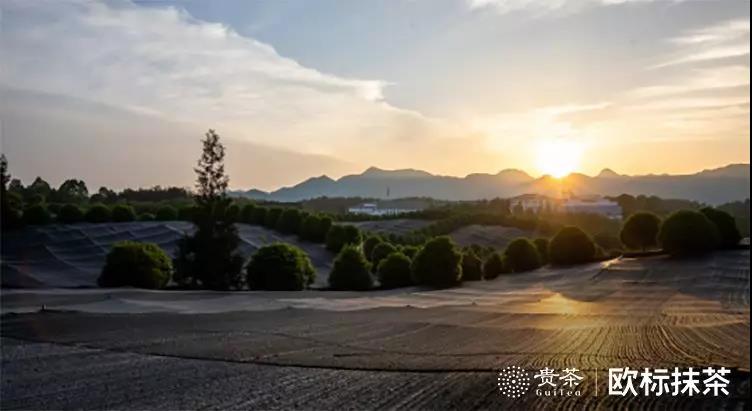 你喝的抹茶，可能只是“替身”(图2)