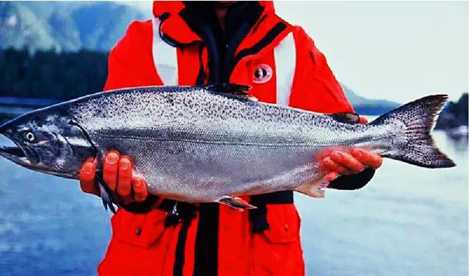 宴御新西兰美食节华丽开启，尽享奢豪远洋海鲜(图2)