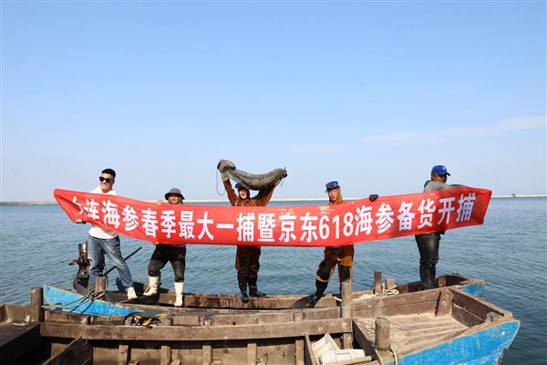 300多位潜水员下海 大连海参春捕季开捕 京东上线全网最低价海参 一根19块9(图1)
