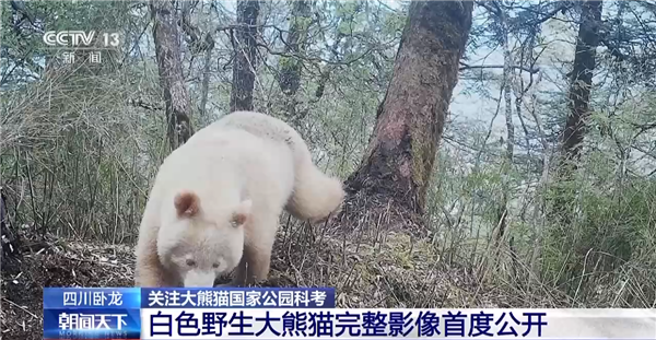 全球唯一白色大熊猫影像首公开：已经成年了(图1)